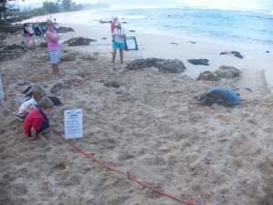Kids respecting the turtle-viewing distance