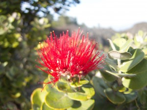 Ohia tree flower