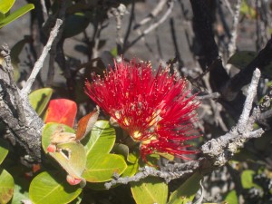 Ohia tree flower redux