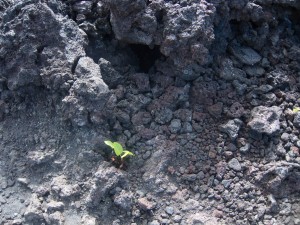 Plants growing in the old lava flow
