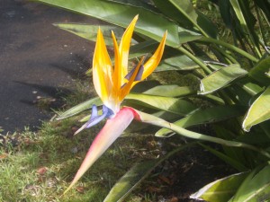 Random picture of a Birds of Paradise outside the lodge