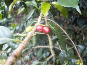 Coffee bean cherry