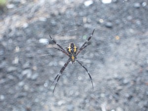 Tropical poisonous spider